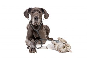 Ernährungsplan für erkrankte Hunde / Katzen