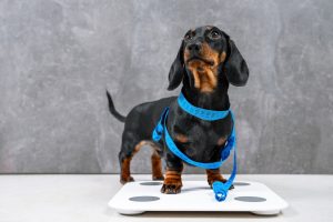 Ernährungsplan zur Gewichtsreduktion