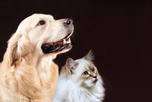 Ernährungsplan für erwachsene Hunde/ Katzen
