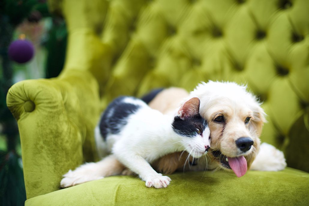 Rundum-Sorglos-Paket, 3-Monats-Betreuung für Hunde und Katzen