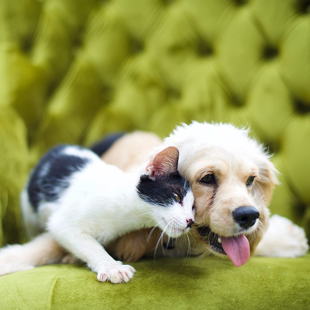 Rundum-Sorglos-Paket, 3-Monats-Betreuung für Hunde und Katzen