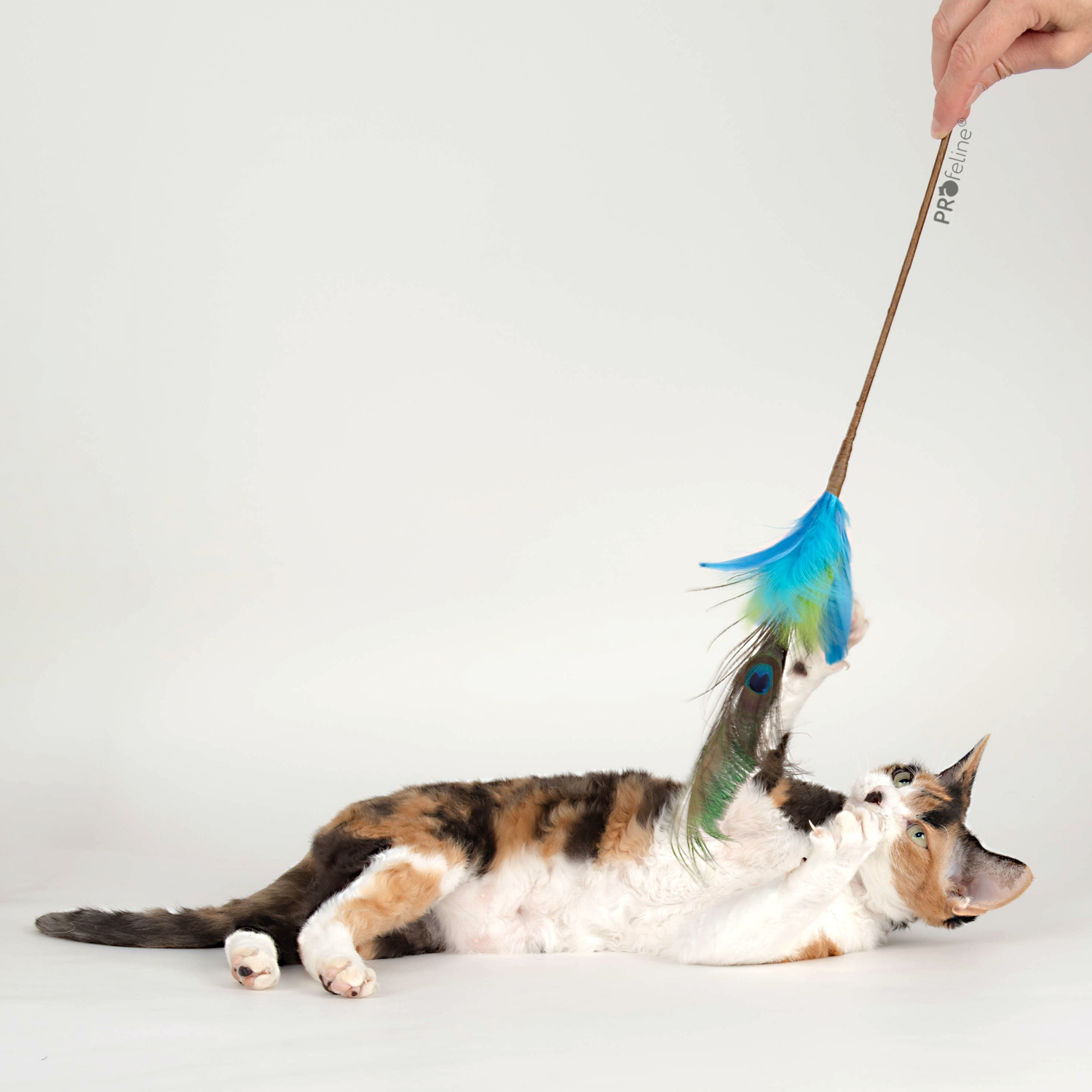 Katzen-federwedel-Peacock-Dancer-schillernd