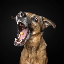 Trainee’s Dinkel Kokos – Trainings Leckerli von Baltic Biscuits – 100g