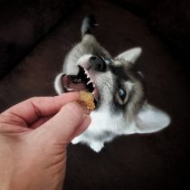 Cheese’s – Käse Hundekekse von Baltic Biscuits – 100g