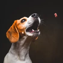 Trainee’s Buchweizen, Rote Beete – Trainings Leckerli von Baltic Biscuits – 100g