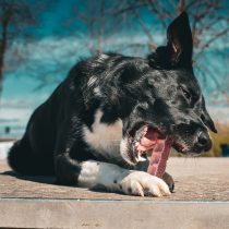 Wuffel Sticks Himbeere von Baltic Biscuits – 5 Stück