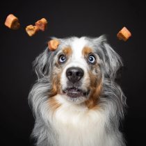Leckerbisschen – Hundekekse von Baltic Biscuits – 100g