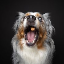 Flotte Karotte – Hundekekse von Baltic Biscuits – 100g