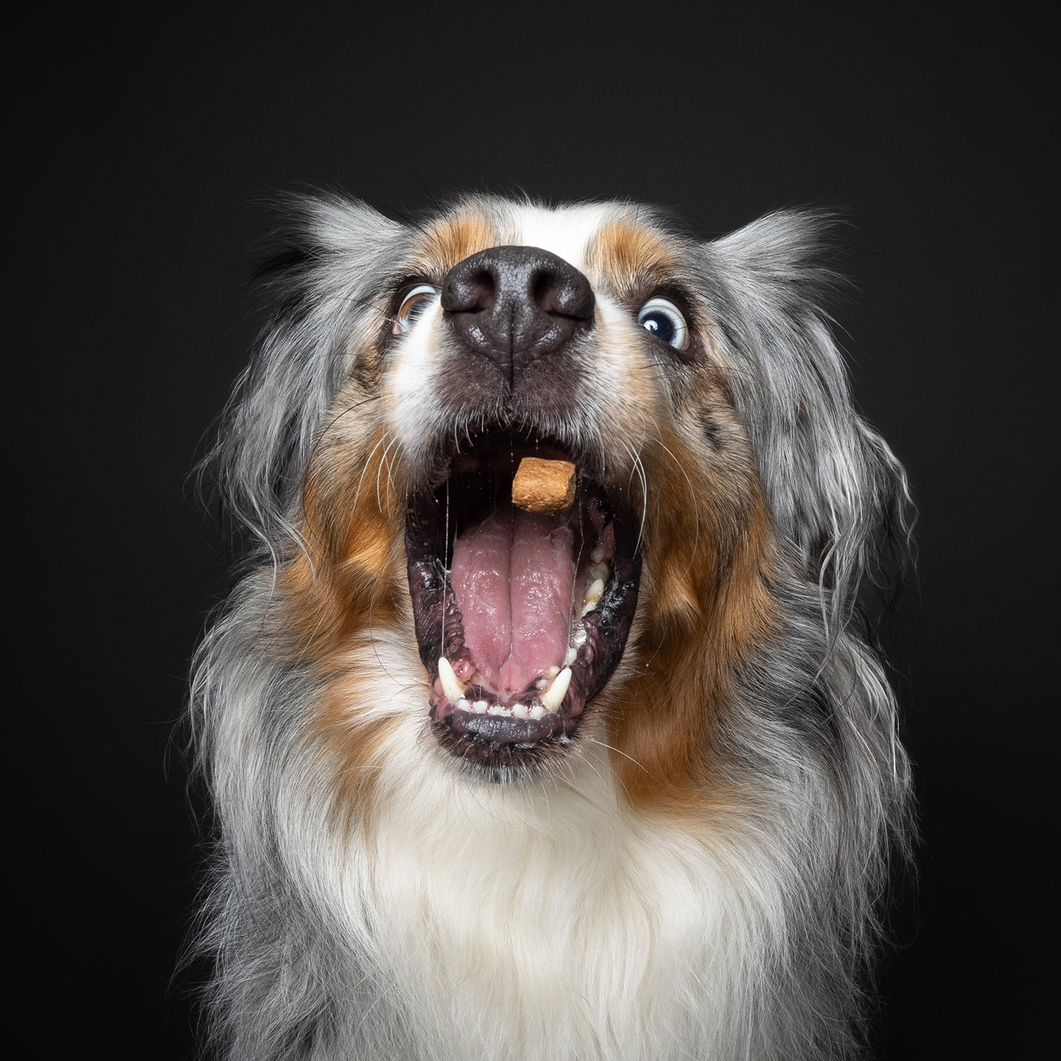 Sparky-BB_009 Flotte Karotte - Hundekekse