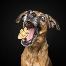 Hi Fisch – Hundekekse von Baltic Biscuits – 100g